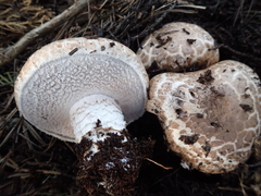 Agaricus pattersonae image