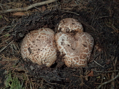 Agaricus pattersonae image