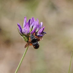 Rhodanthidium