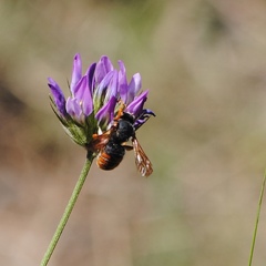 Rhodanthidium