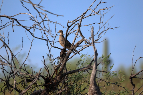Mourning Dove photographed in Arizona