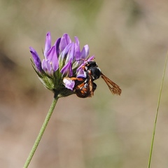Rhodanthidium
