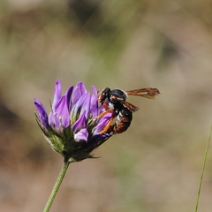 Rhodanthidium