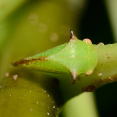 Stictocephala militaris