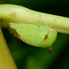 Stictocephala militaris