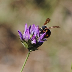 Rhodanthidium