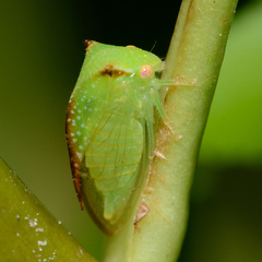 Stictocephala militaris