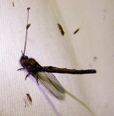 Ululodes quadripunctatus