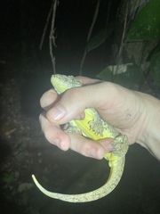 Port Moresby Dtella photo 2