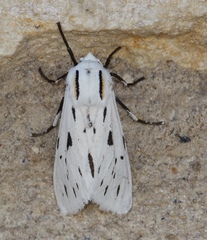 Ectypia bivittata