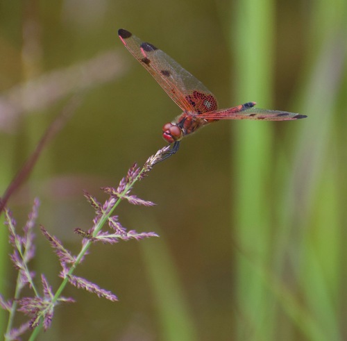Calico Pennant photographed in Arkansas