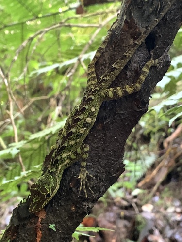 Anori Anole, Anolis anoriensis