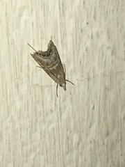 Euchromius anapiellus