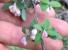 Symphoricarpos rotundifolius parishii