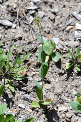 Conringia orientalis