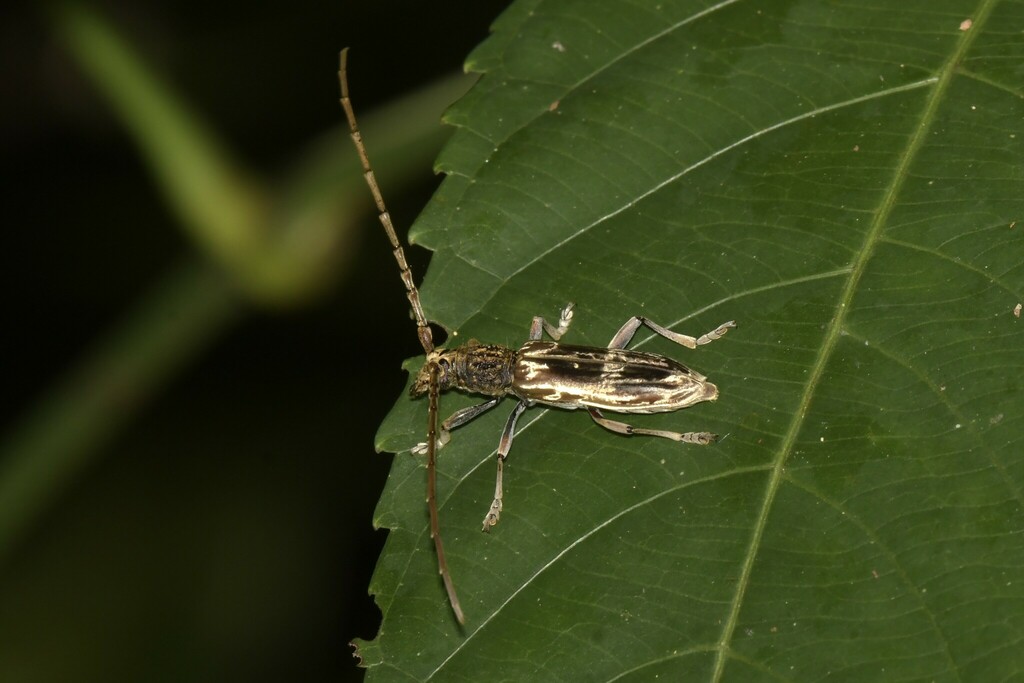 Dymasius sticheri