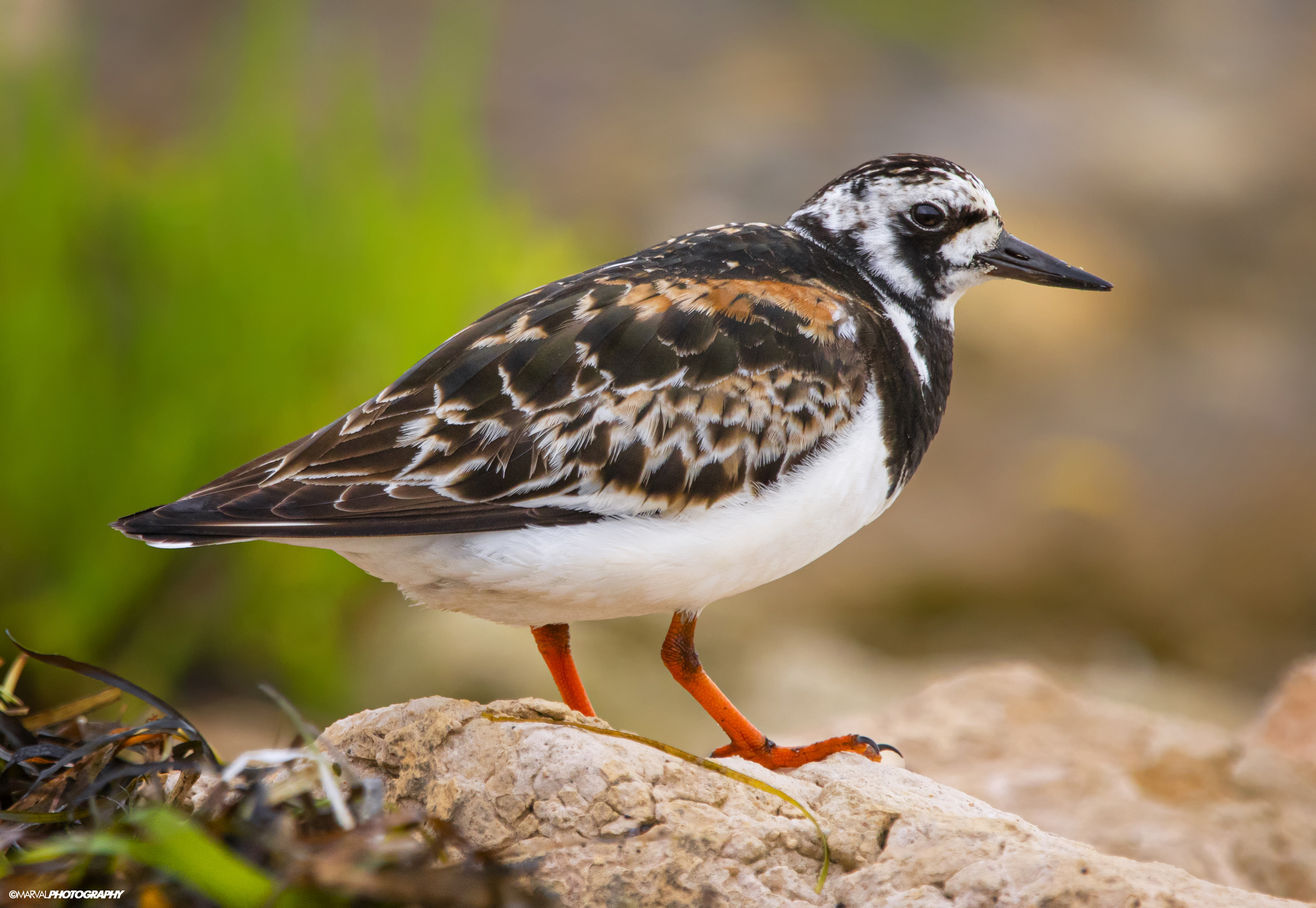 Ruddy Turnstone (Arenaria interpres)