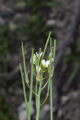 Conringia orientalis