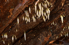 Mucronella fusiformis image