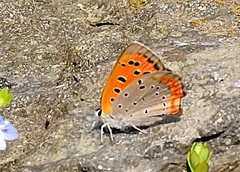 Lycaena phlaeas daimio