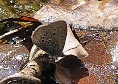 Celastrina sugitanii