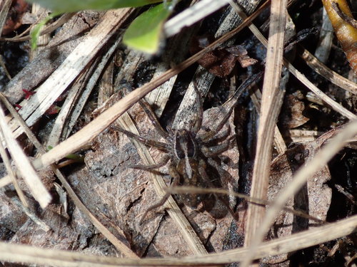 Treeline Wolf Spider