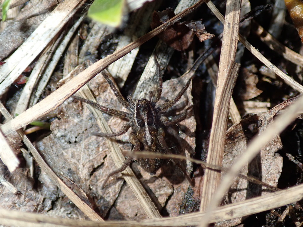 Forked Thin-legged Wolf Spider
