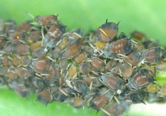 Aphis viburni