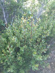 Quercus wislizeni frutescens