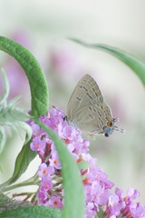 Satyrium kingi