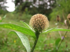 Centaurea phrygia
