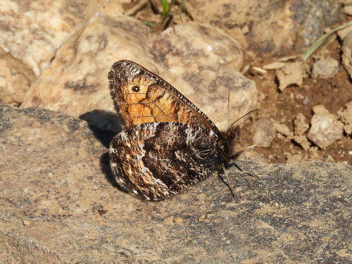 Chryxus Arctic photo 4