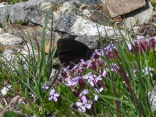 Magdalena Alpine photo 2
