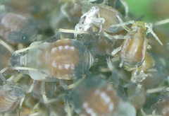 Aphis viburni