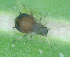 Aphis viburni
