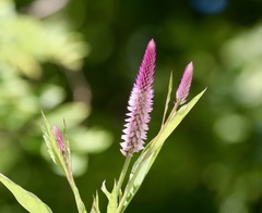 Celosia argentea image