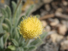 Erigeron aphanactis congestus