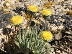 Erigeron aphanactis congestus