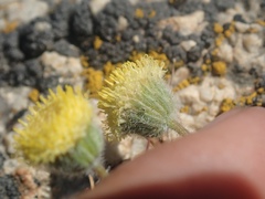 Erigeron aphanactis congestus