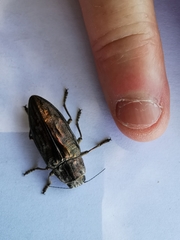 Chalcophora mariana massiliensis