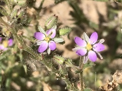 Spergularia bocconei