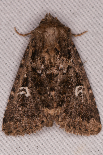 White-spotted Properigea Moth photo 4