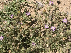 Spergularia bocconei