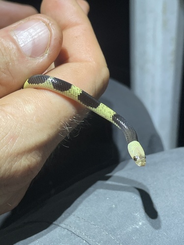 Beautiful calico snake, Oxyrhopus formosus