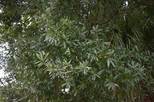 Image of Quercus laurifolia by (c) Kristály Cravens-Liszak, some rights reserved (CC BY)