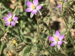 Spergularia bocconei