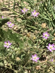 Spergularia bocconei