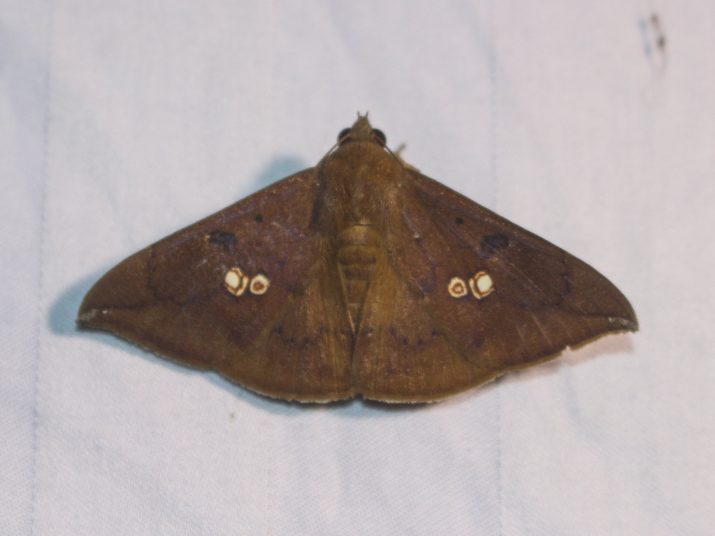 Platyja umminia