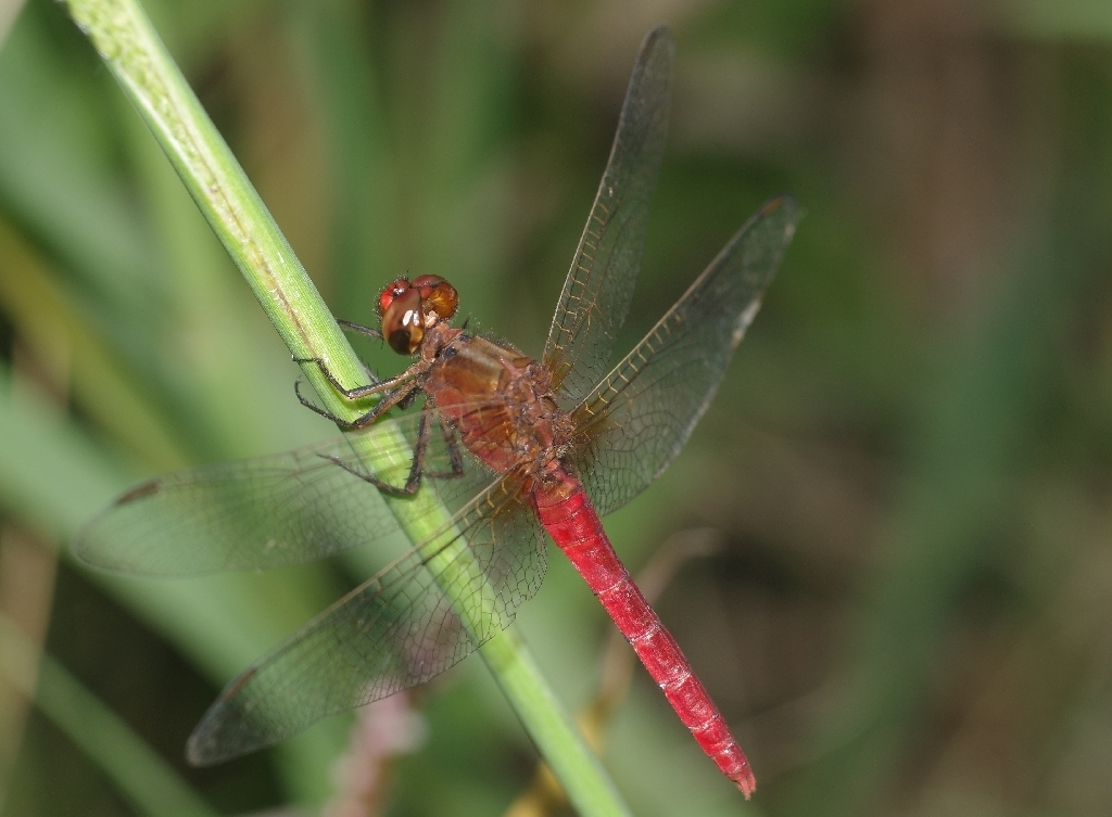 Rhodothemis