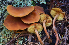 Gymnopilus picreus image